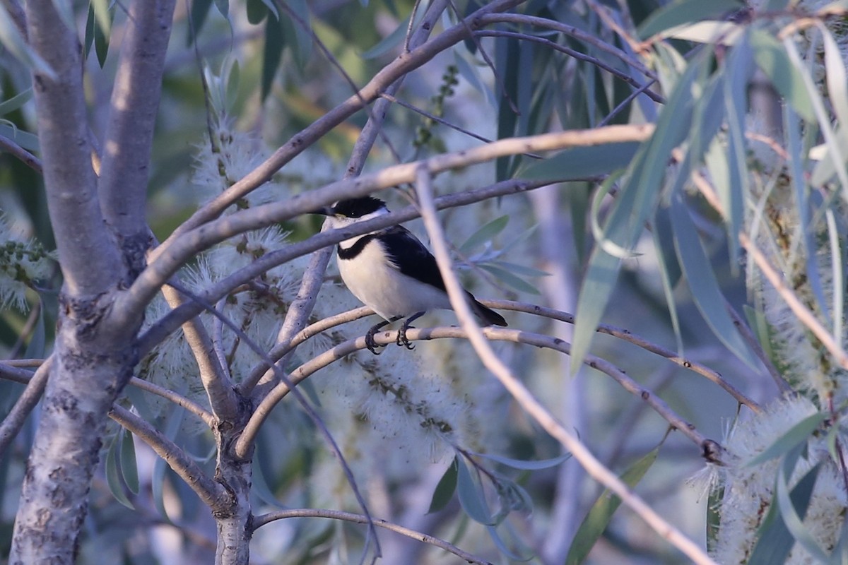 Banded Honeyeater - ML641790500