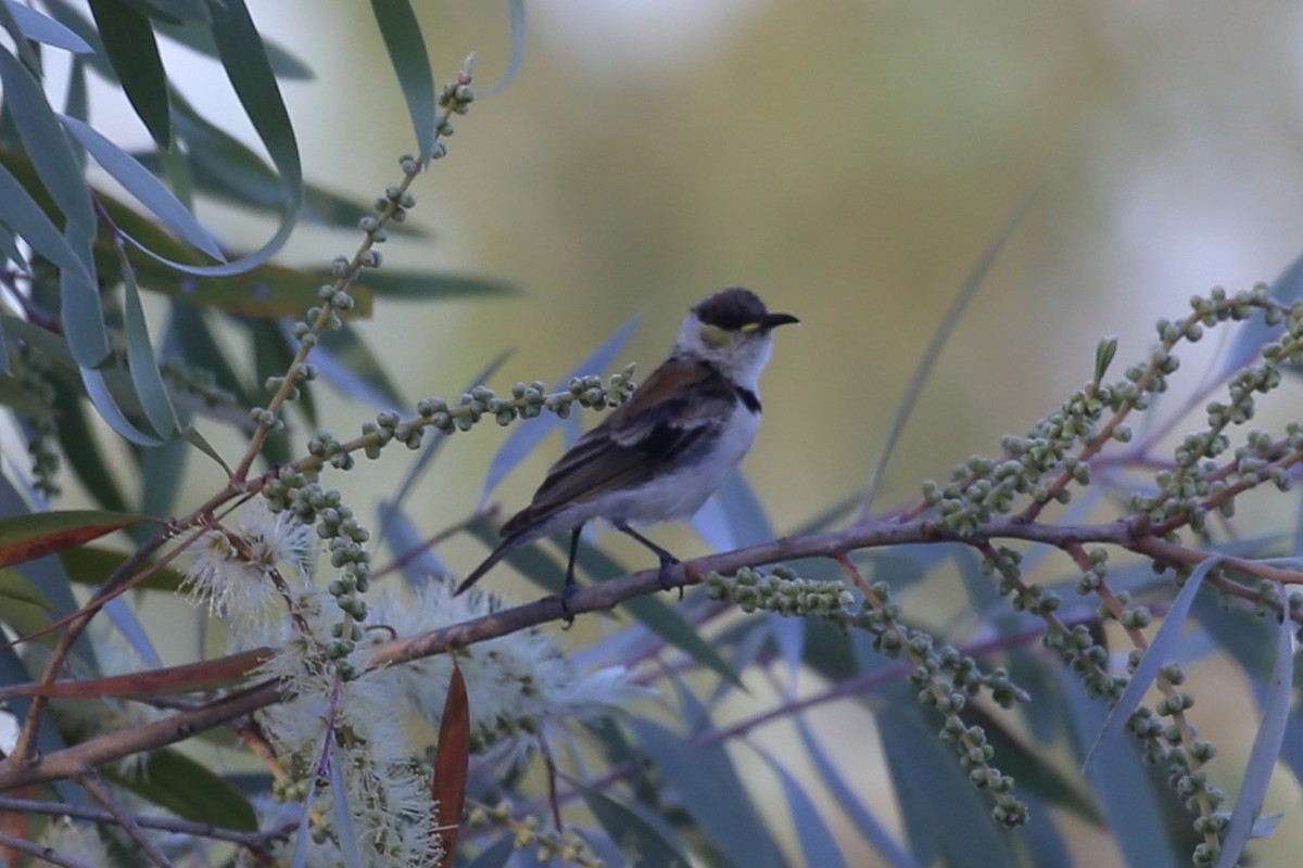 Banded Honeyeater - ML641790501