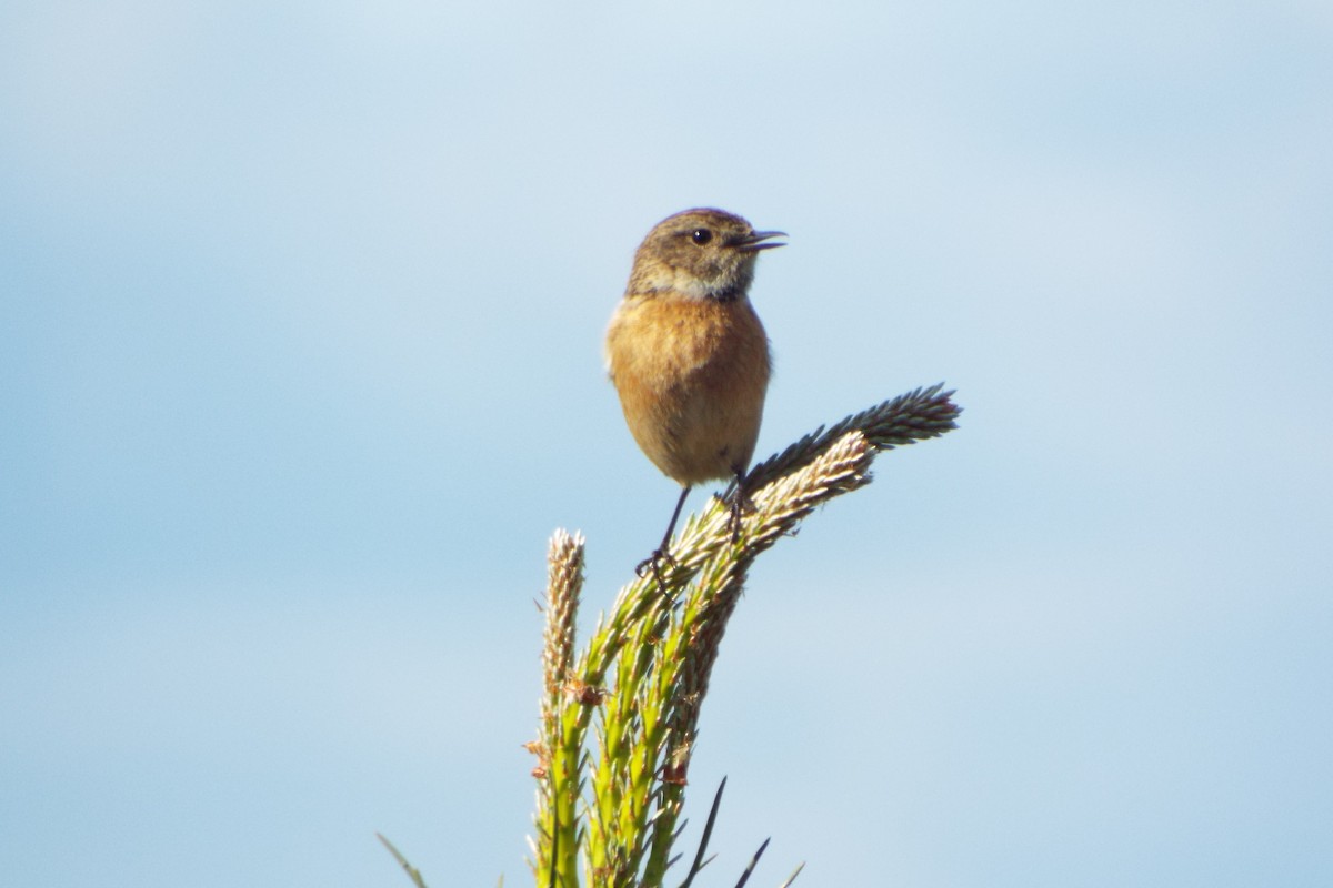 European Stonechat - ML641790505