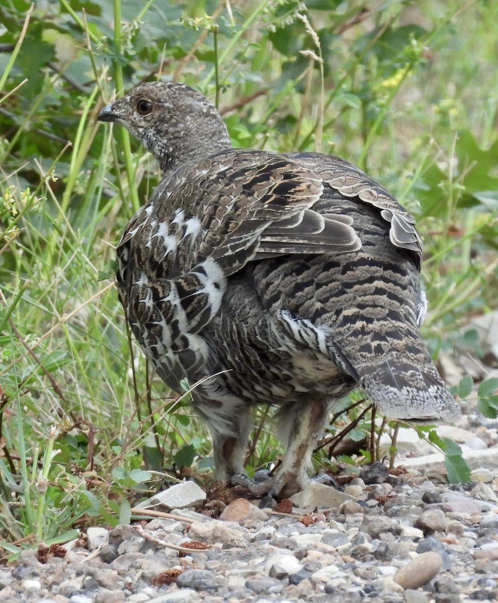 アオライチョウ - ML641790519