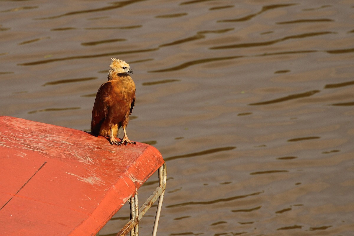 Black-collared Hawk - ML641790532
