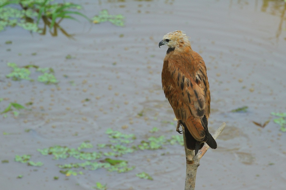 Black-collared Hawk - ML641790533