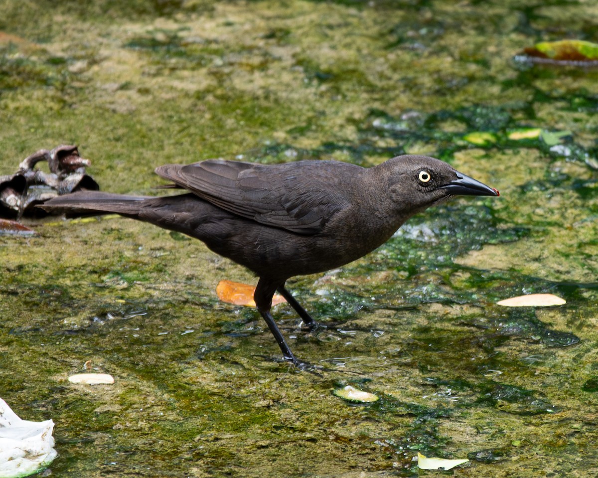 Carib Grackle - ML641790537