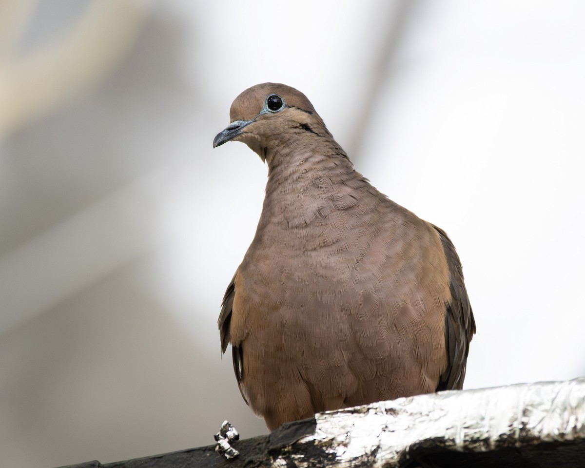 Eared Dove - ML641790551