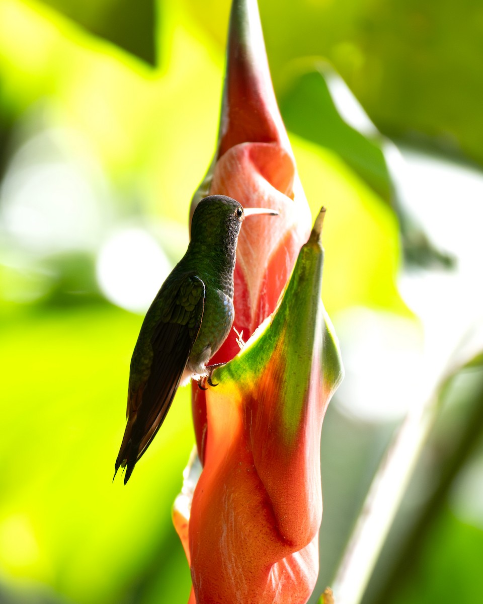 Rufous-tailed Hummingbird - ML641790556