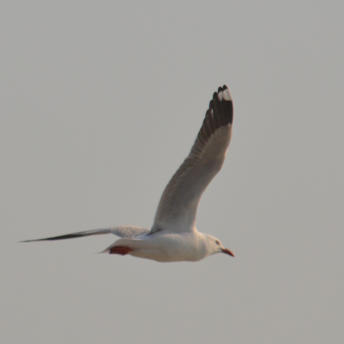 Mouette argentée - ML641790579