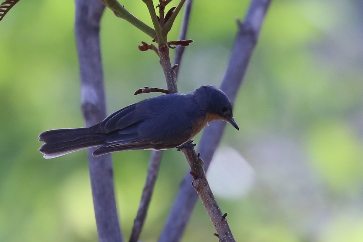 Leaden Flycatcher - ML641790680