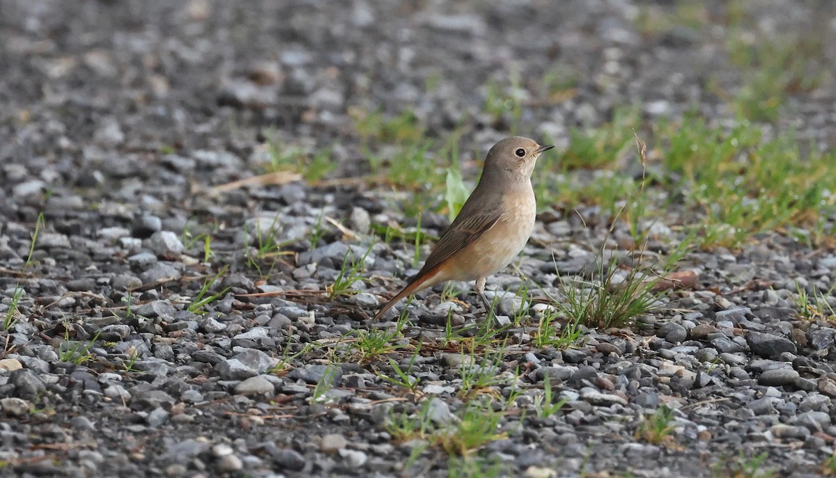 Buztangorri argia - ML641790681