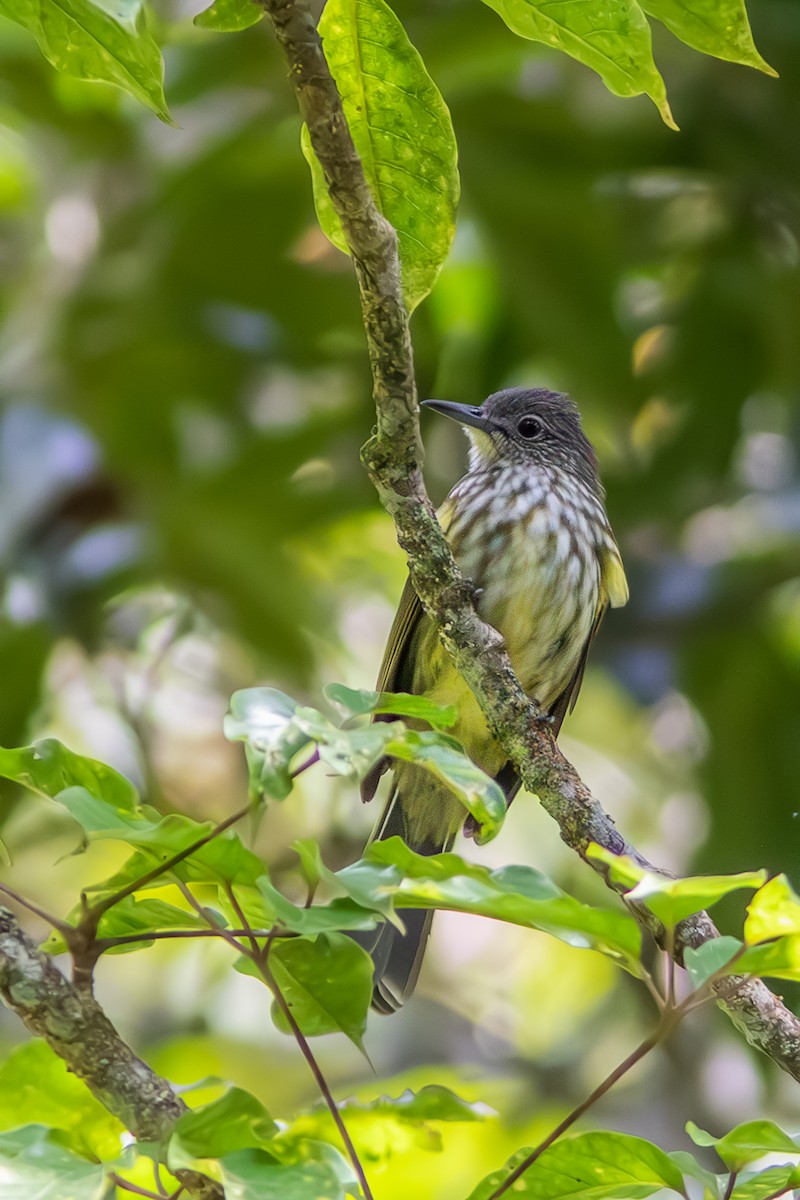 Javan Bulbul - ML641790713