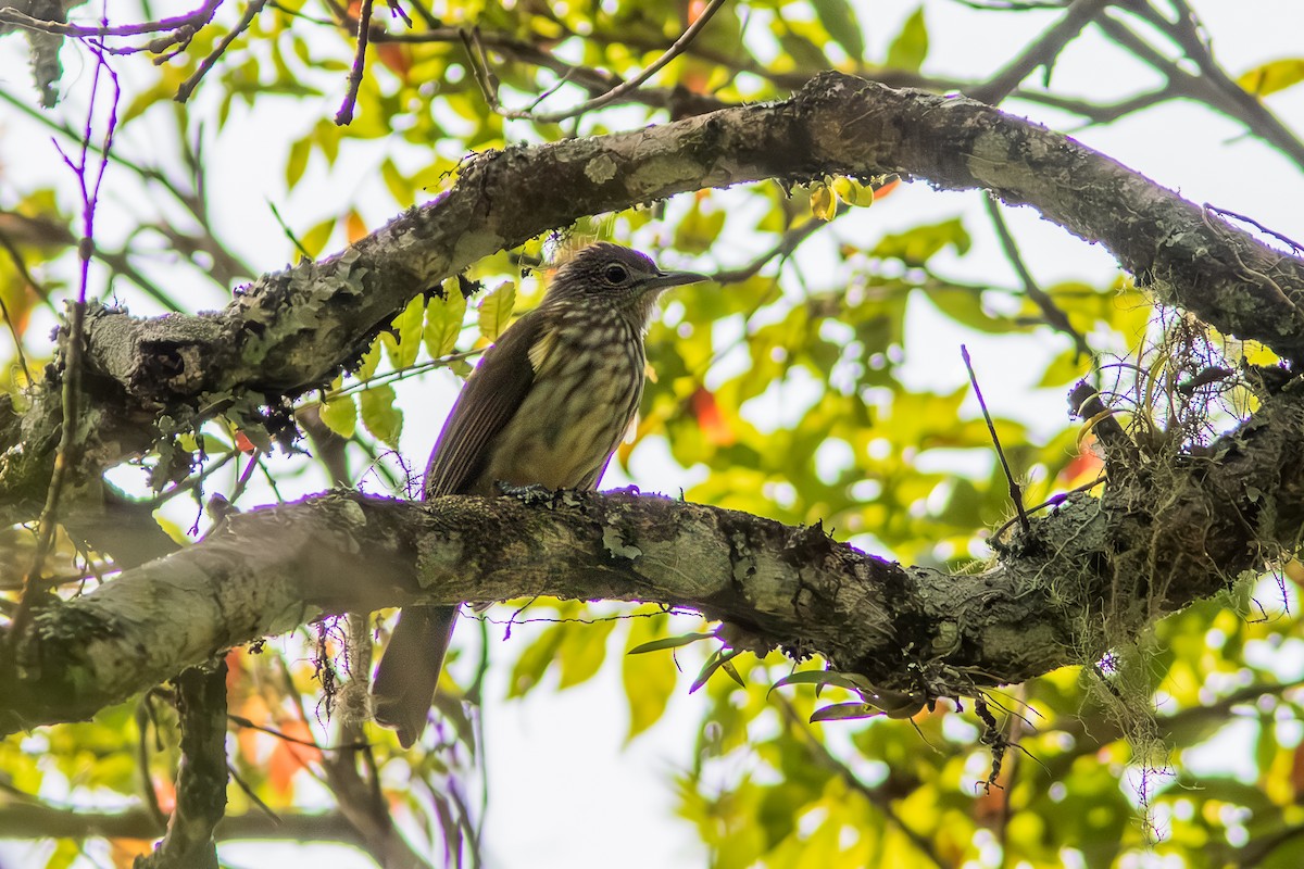 Javan Bulbul - ML641790720