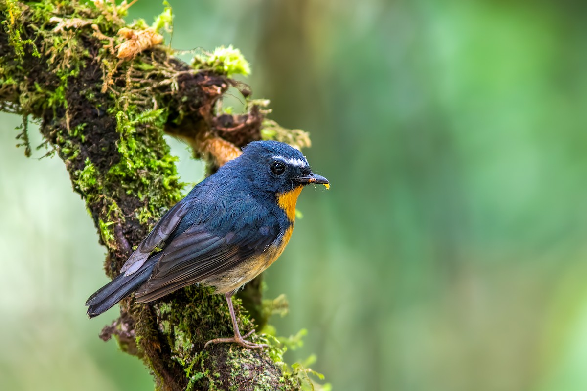 Snowy-browed Flycatcher - ML641790726