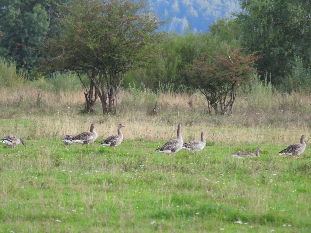 Graylag Goose - ML641790729