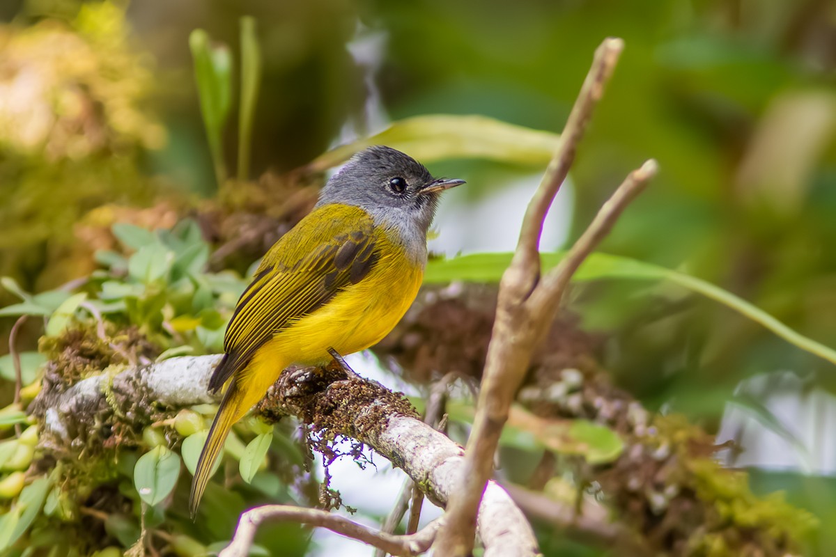 Gray-headed Canary-Flycatcher - ML641790730