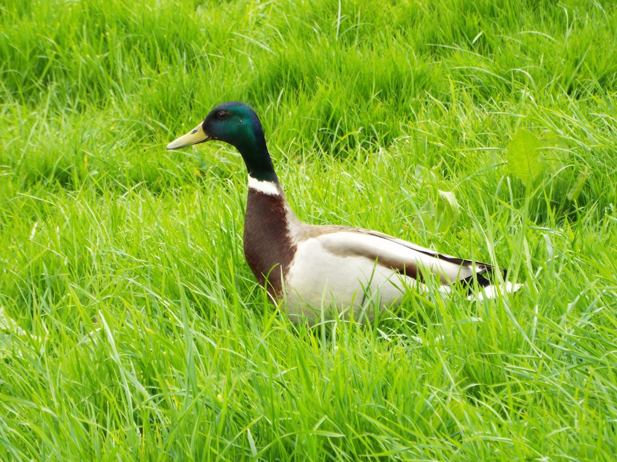 Canard colvert - ML641790732