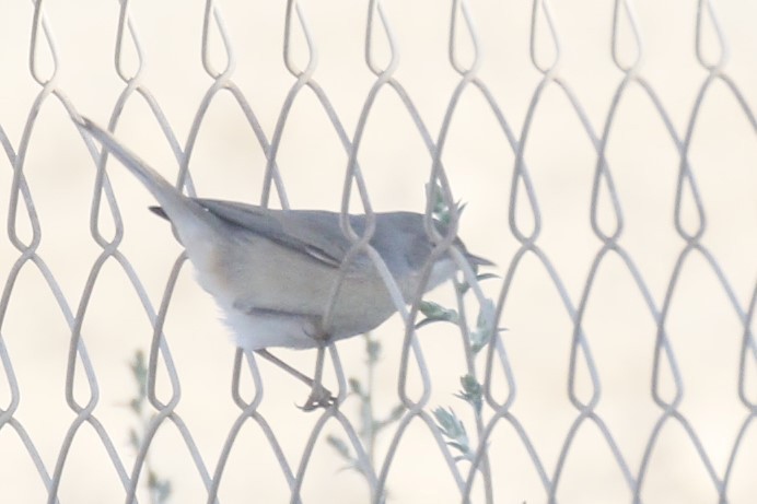 Western Subalpine Warbler - ML641790741