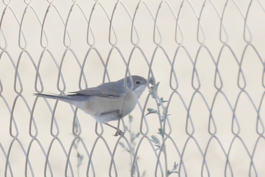 Western Subalpine Warbler - ML641790742