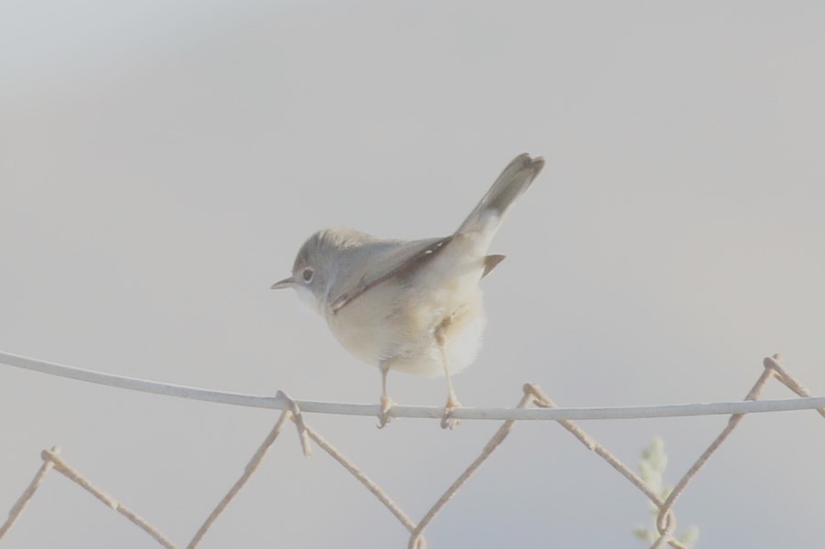 Western Subalpine Warbler - ML641790743
