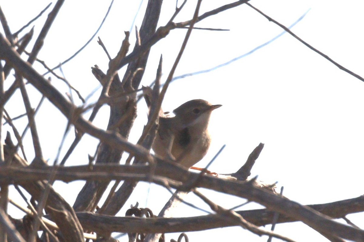 Western Subalpine Warbler - ML641790744