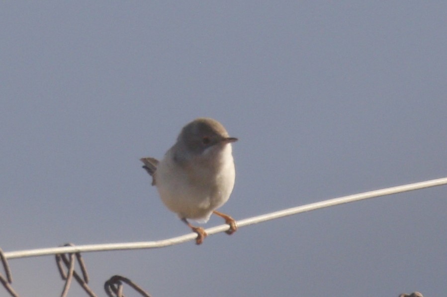 Western Subalpine Warbler - ML641790745