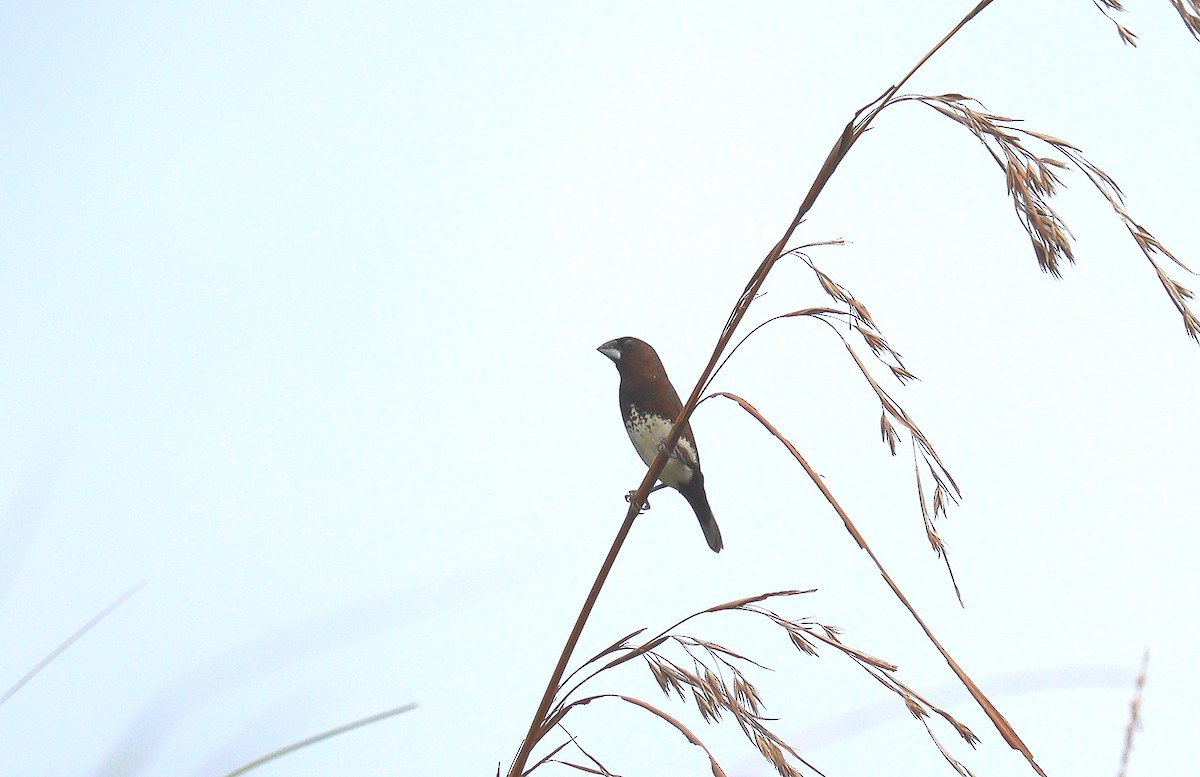 White-bellied Munia - ML641790747