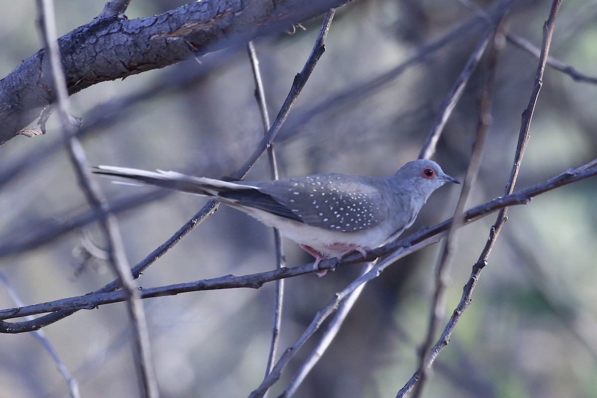Diamond Dove - ML641790750