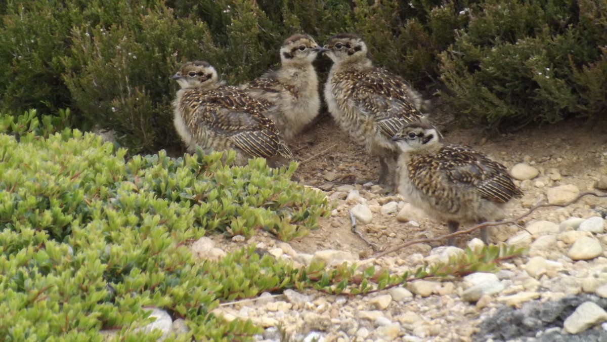 Willow Ptarmigan - ML641790758
