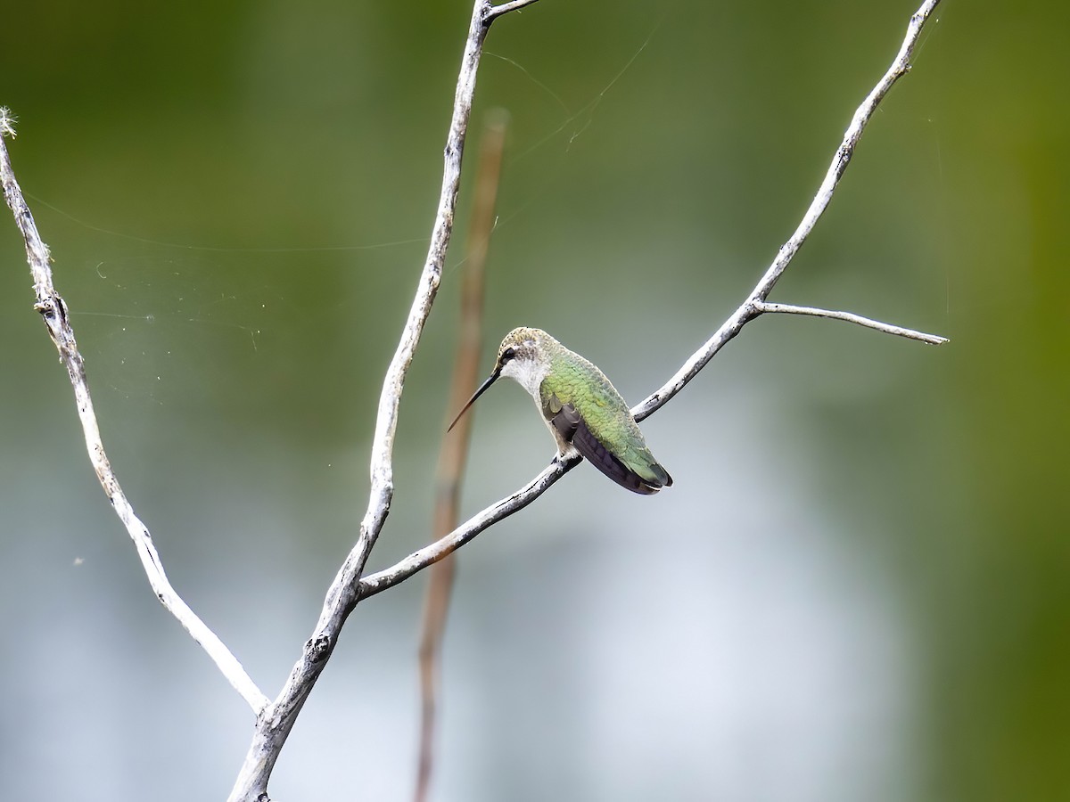 svartstrupekolibri - ML641790772