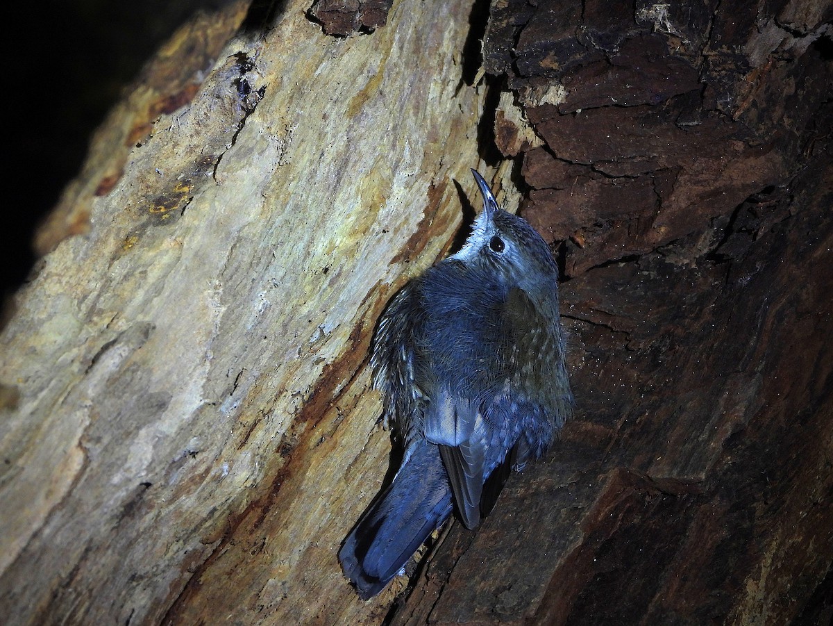 White-throated Treecreeper - ML641790783