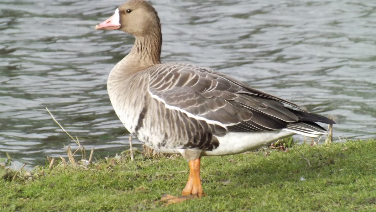 Greater White-fronted Goose (Eurasian) - ML641790788