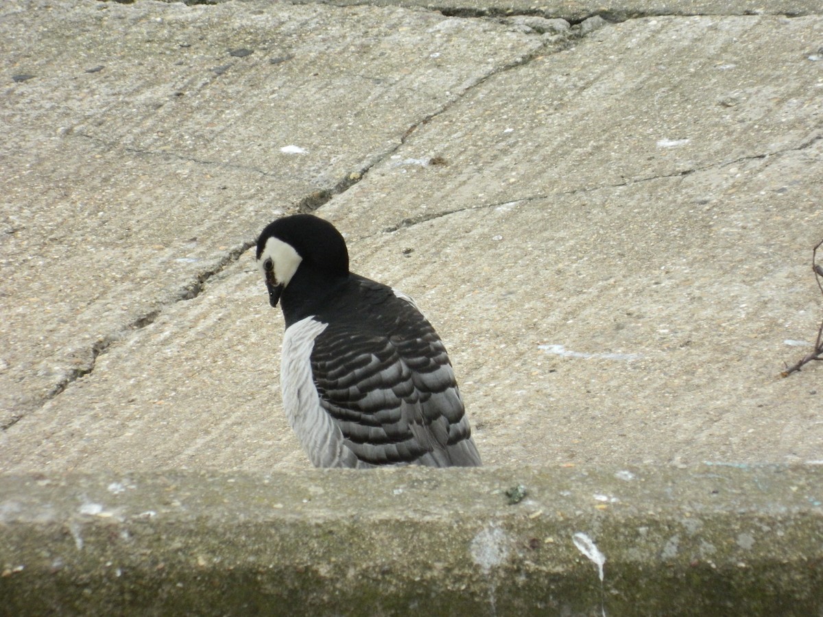 Barnacle Goose - ML641790806