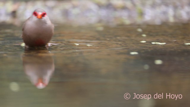 Common Waxbill - ML641790823