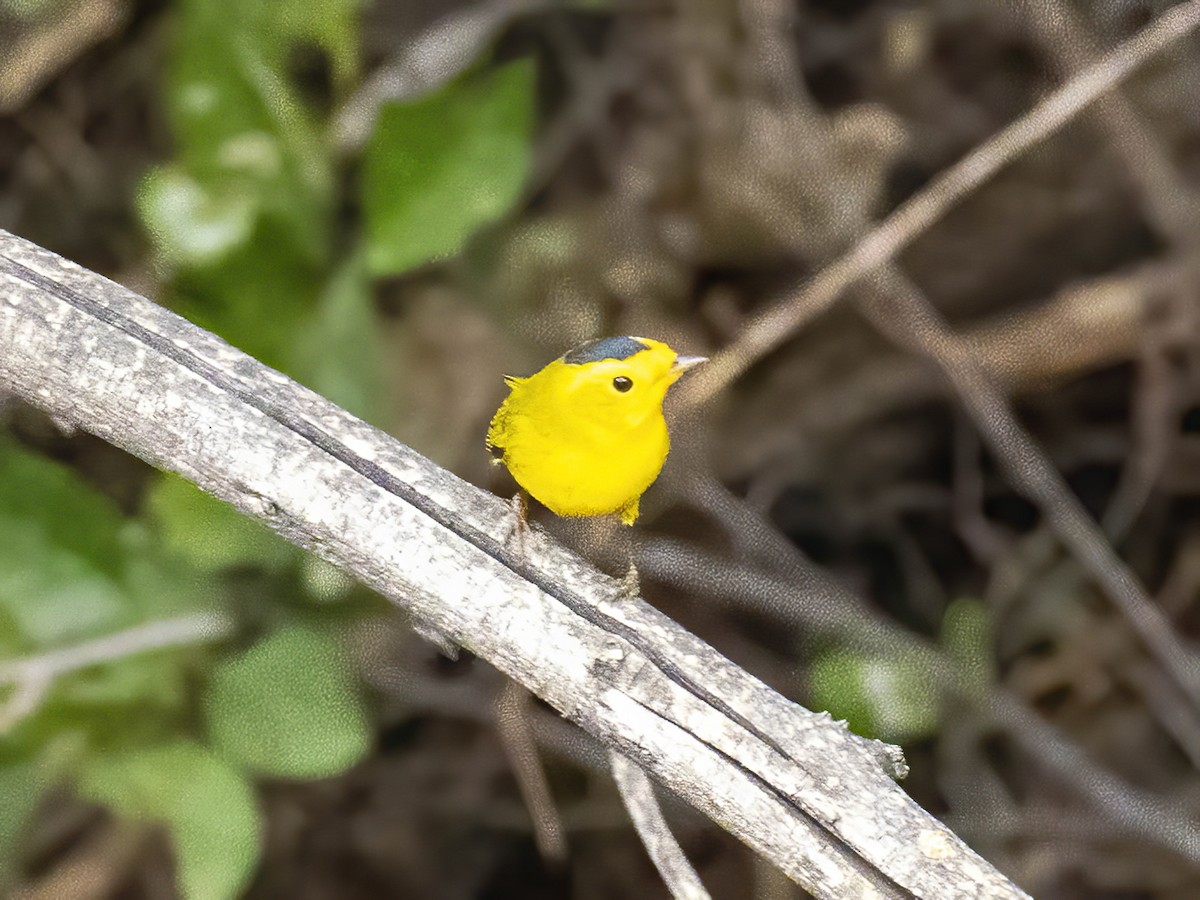 kalottparula - ML641790826