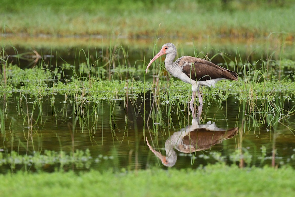 Ibis Blanco - ML641790828
