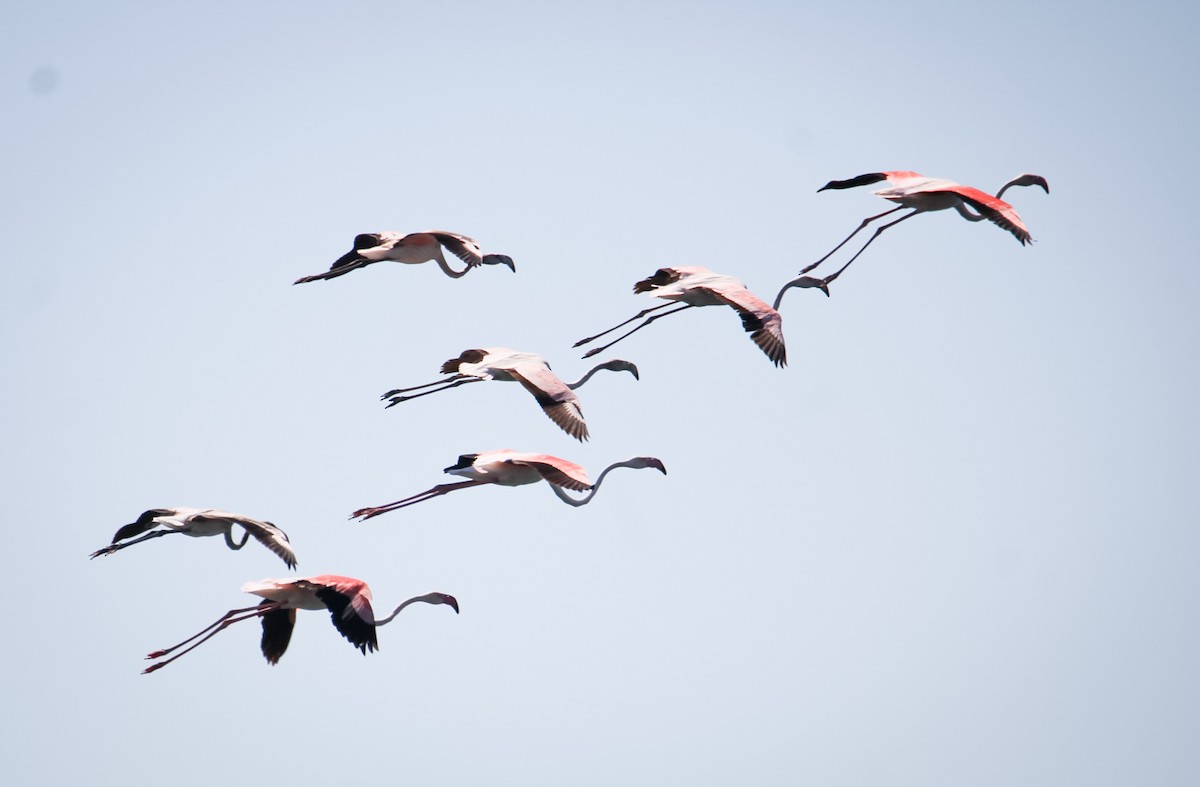 Greater Flamingo - ML641790839