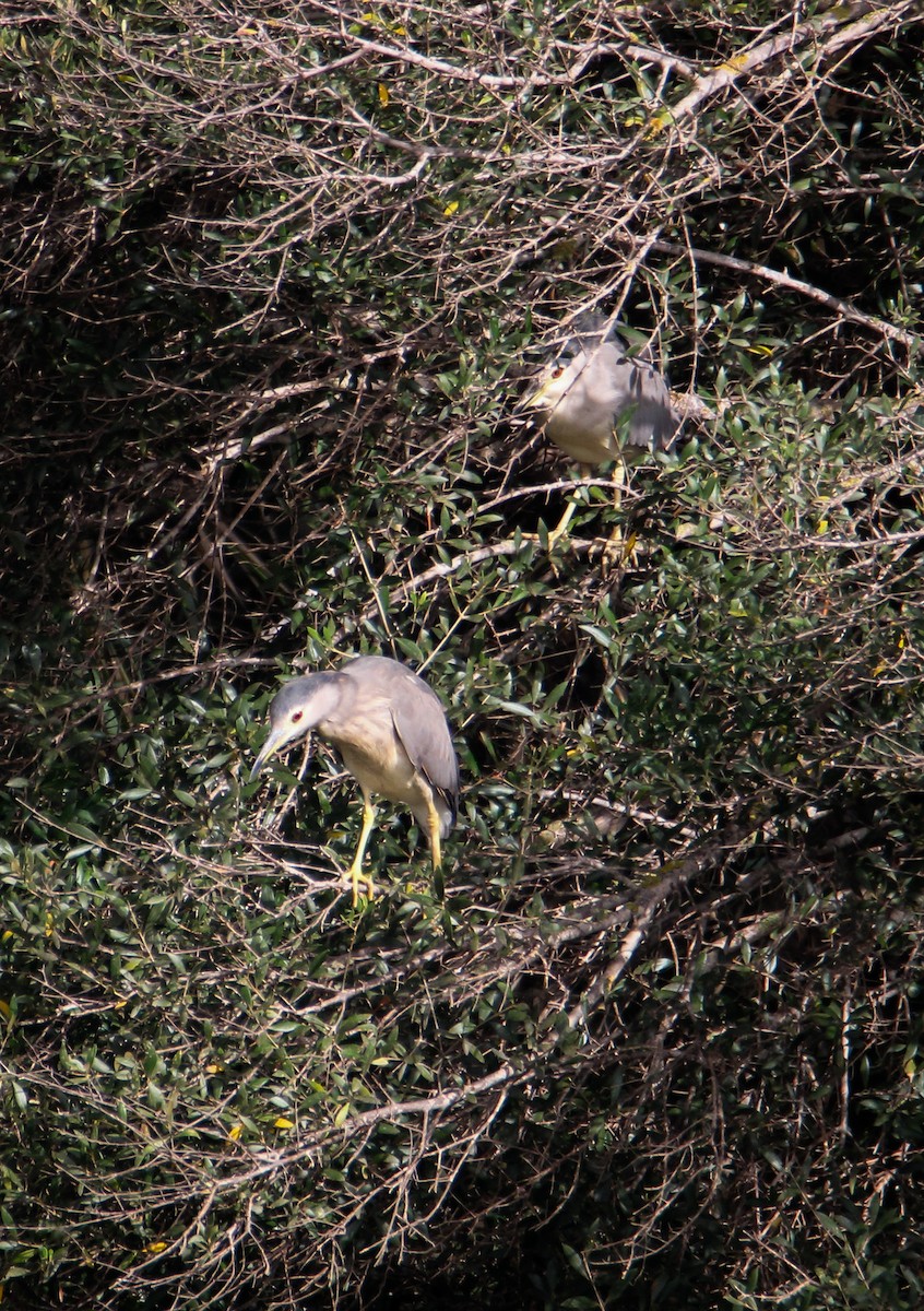 Black-crowned Night Heron - ML641790844