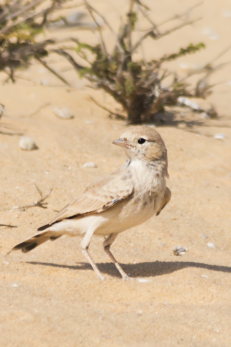 Bar-tailed Lark - ML641790846
