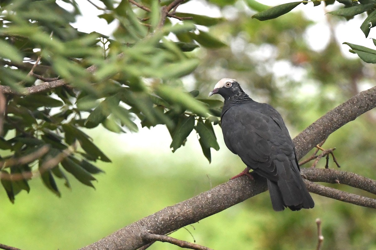 White-crowned Pigeon - ML641790852