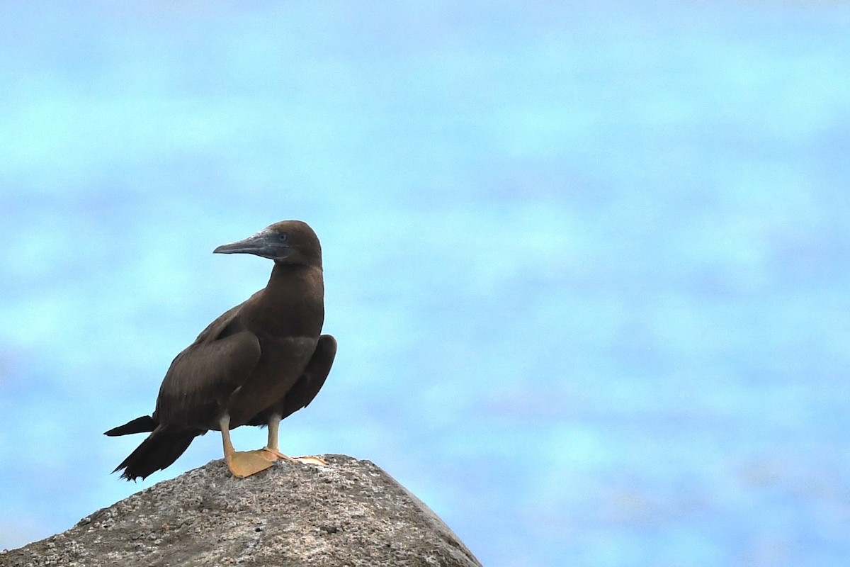 Brown Booby - ML641790854