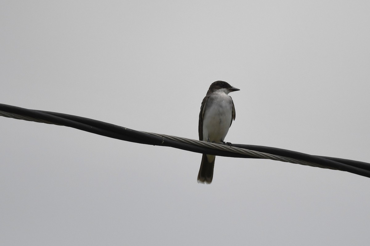 Gray Kingbird - ML641790857