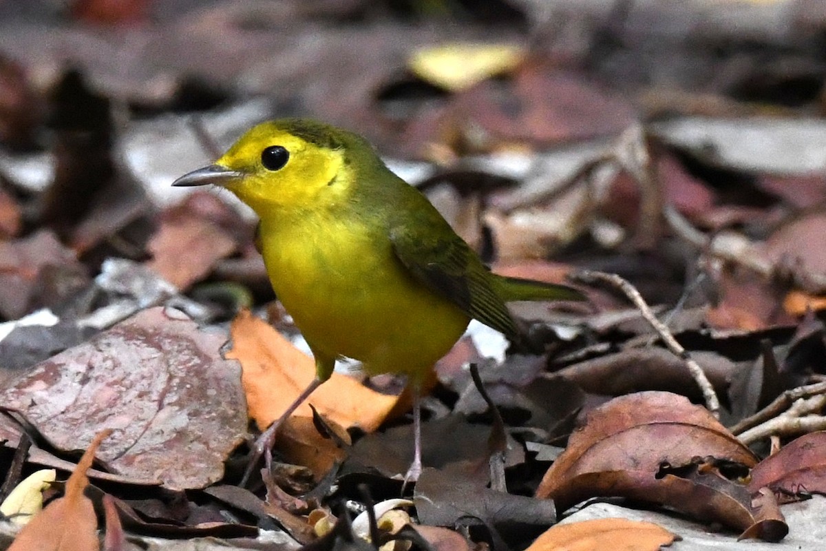 Hooded Warbler - ML641790858