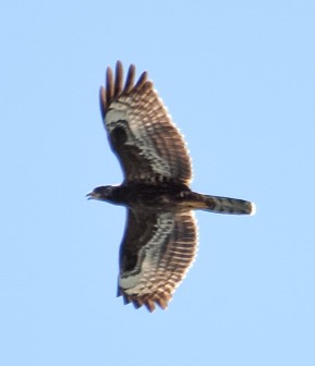 European Honey-buzzard - ML641790859