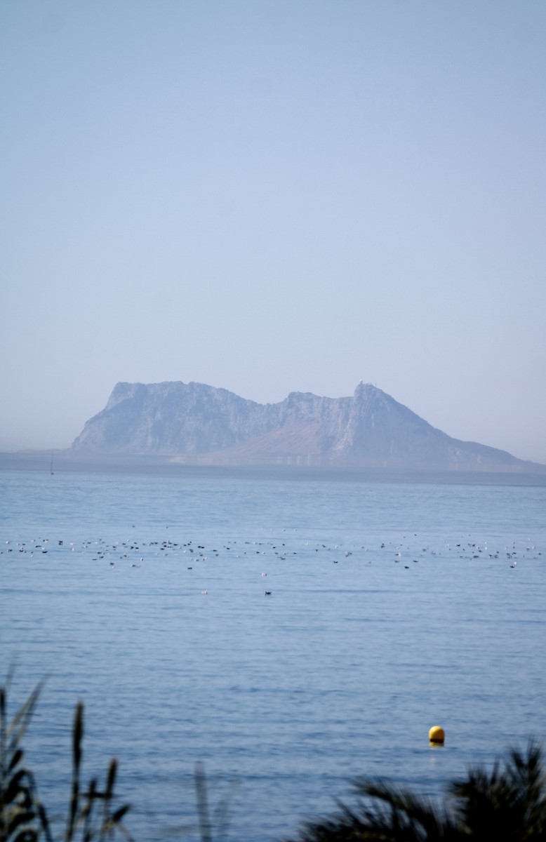 Yellow-legged Gull - ML641790864