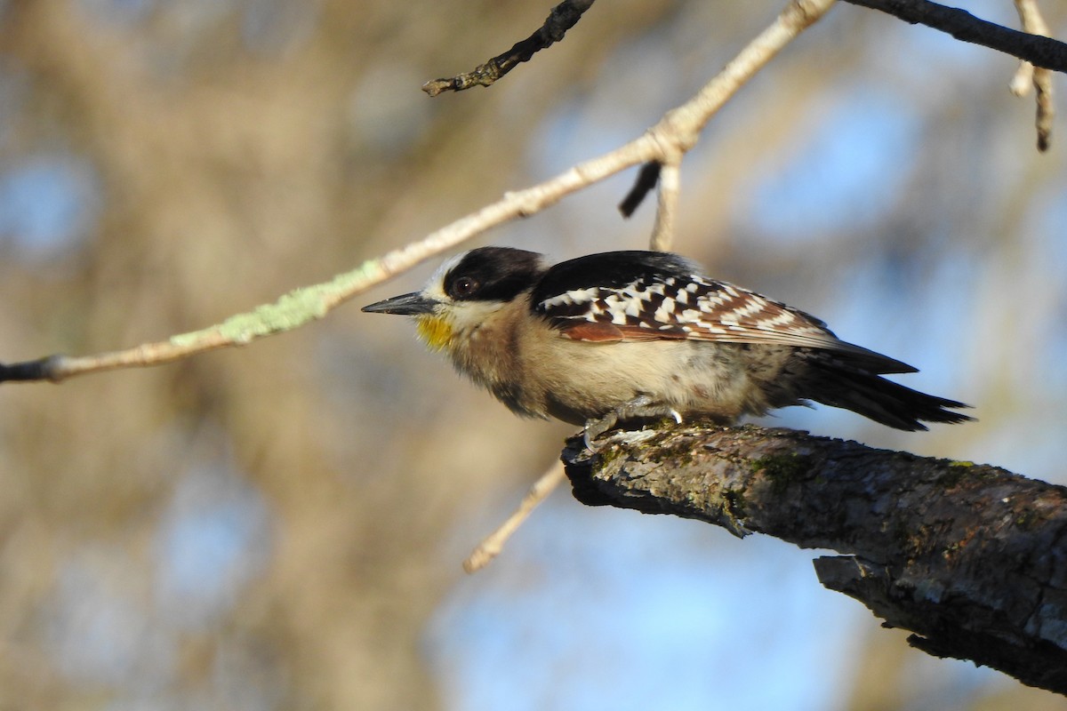 White-fronted Woodpecker - ML641790872