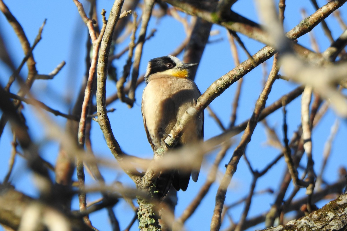 White-fronted Woodpecker - ML641790873