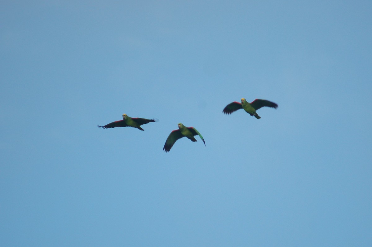 Yellow-crowned Amazon - ML641790877