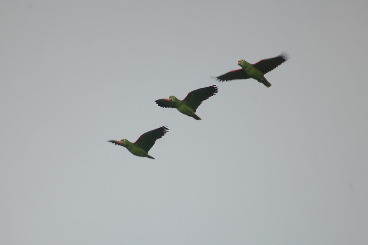Yellow-crowned Amazon - ML641790884
