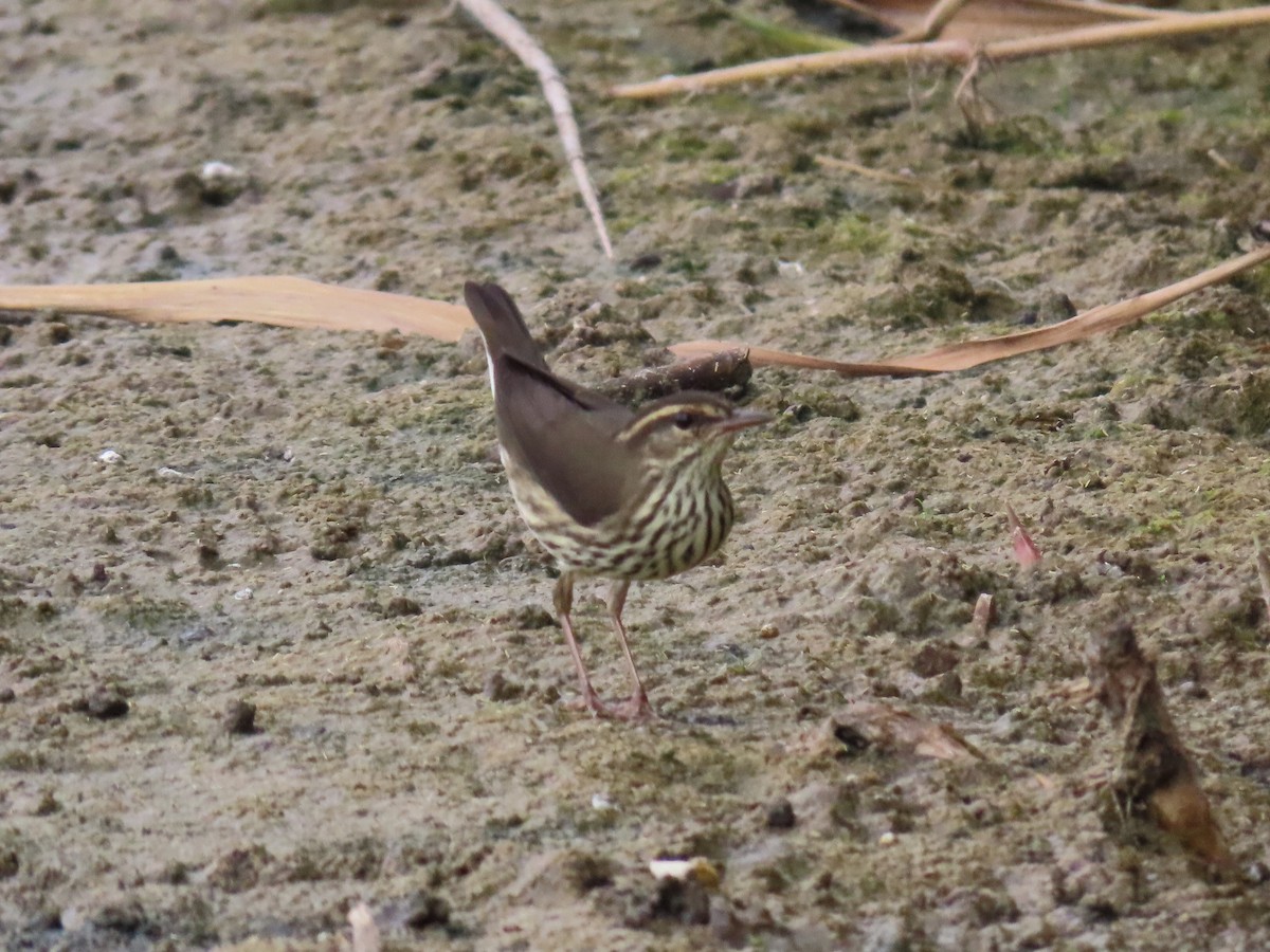 Northern Waterthrush - ML641790899