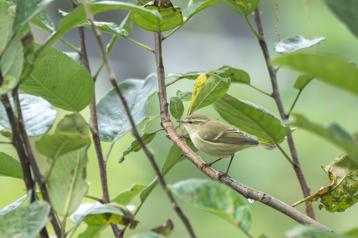 Hume's Warbler - ML641790901