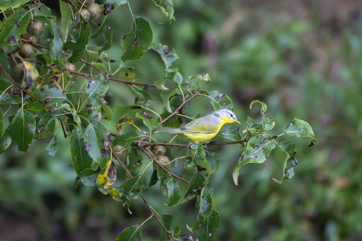 Gray-hooded Warbler - ML641790902