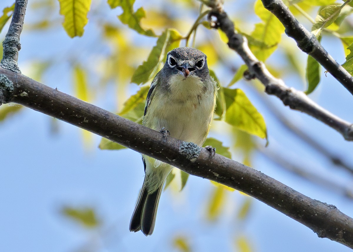 Blue-headed Vireo - ML641790904